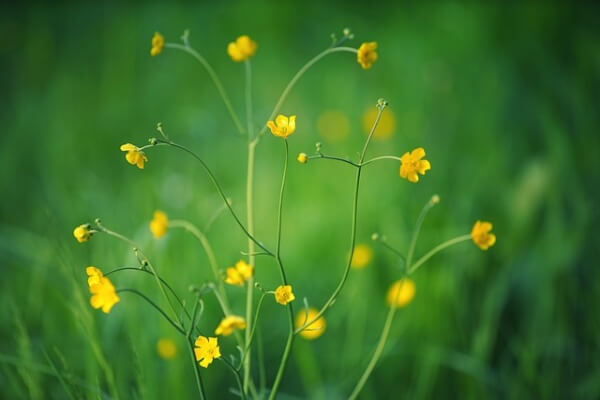 노란색의 작은 들꽃