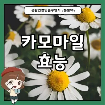 카모마일 차 효능 마시는법_8