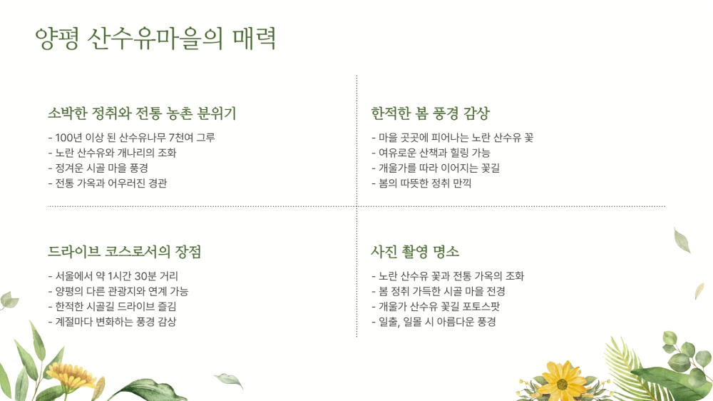 양평 산수유마을 축제 개화시기 및 주차장