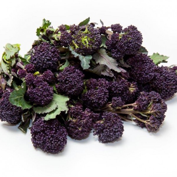  보라색 싹 브로콜리 Purple Sprouting Broccoli 에 대해서 알아볼게요.
