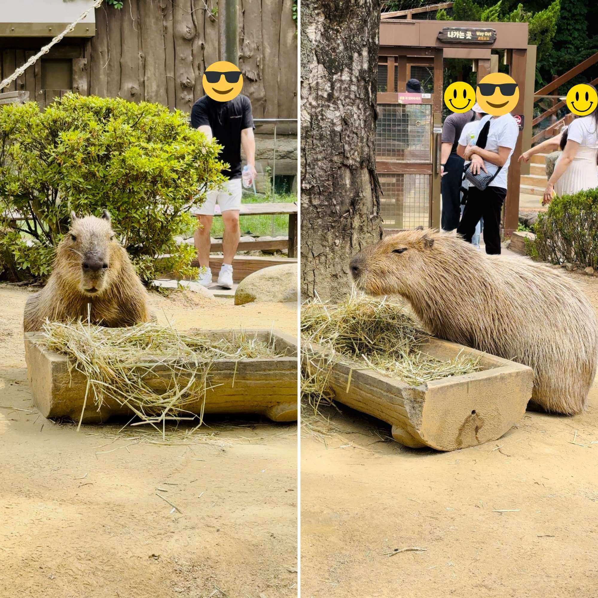 카피바라