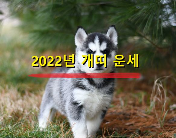  2022년 개띠 운세 29세, 41세, 53세, 65세, 77세 나이별 개띠 운세