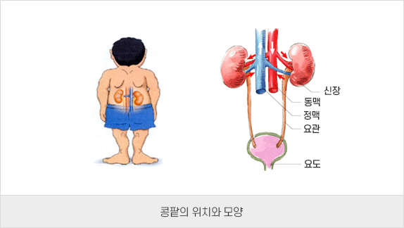 콩팥의 위치와 모양