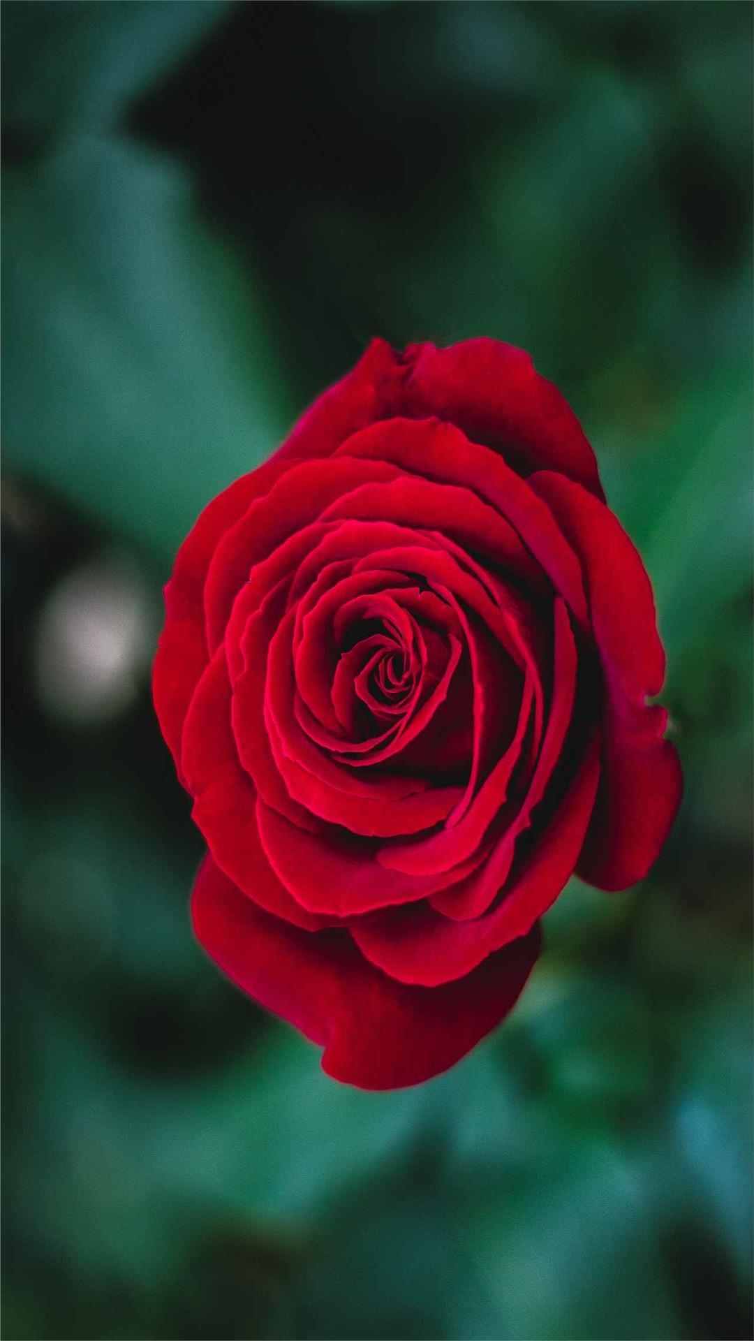 Rose Flower iPhone Wallpaper