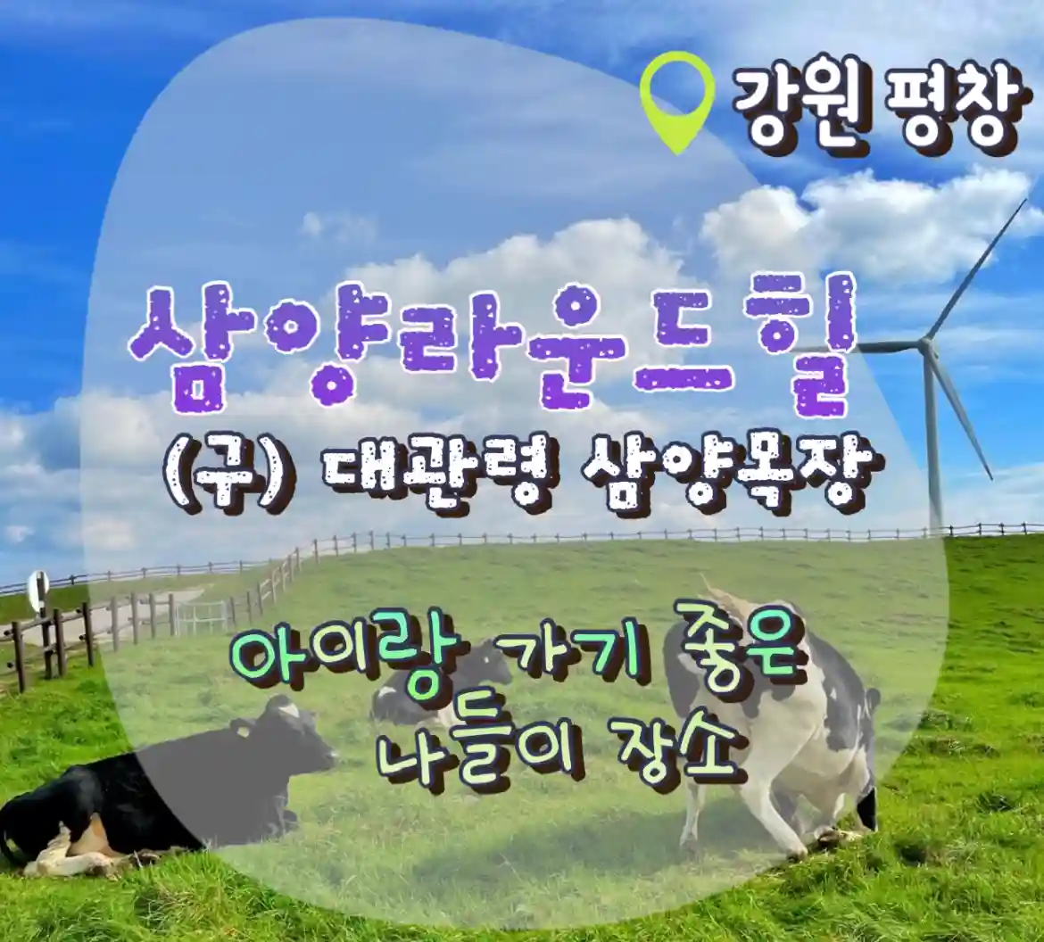  삼양라운드힐 평창 대관령 삼양목장 아이랑 나들이 가기 좋은 곳