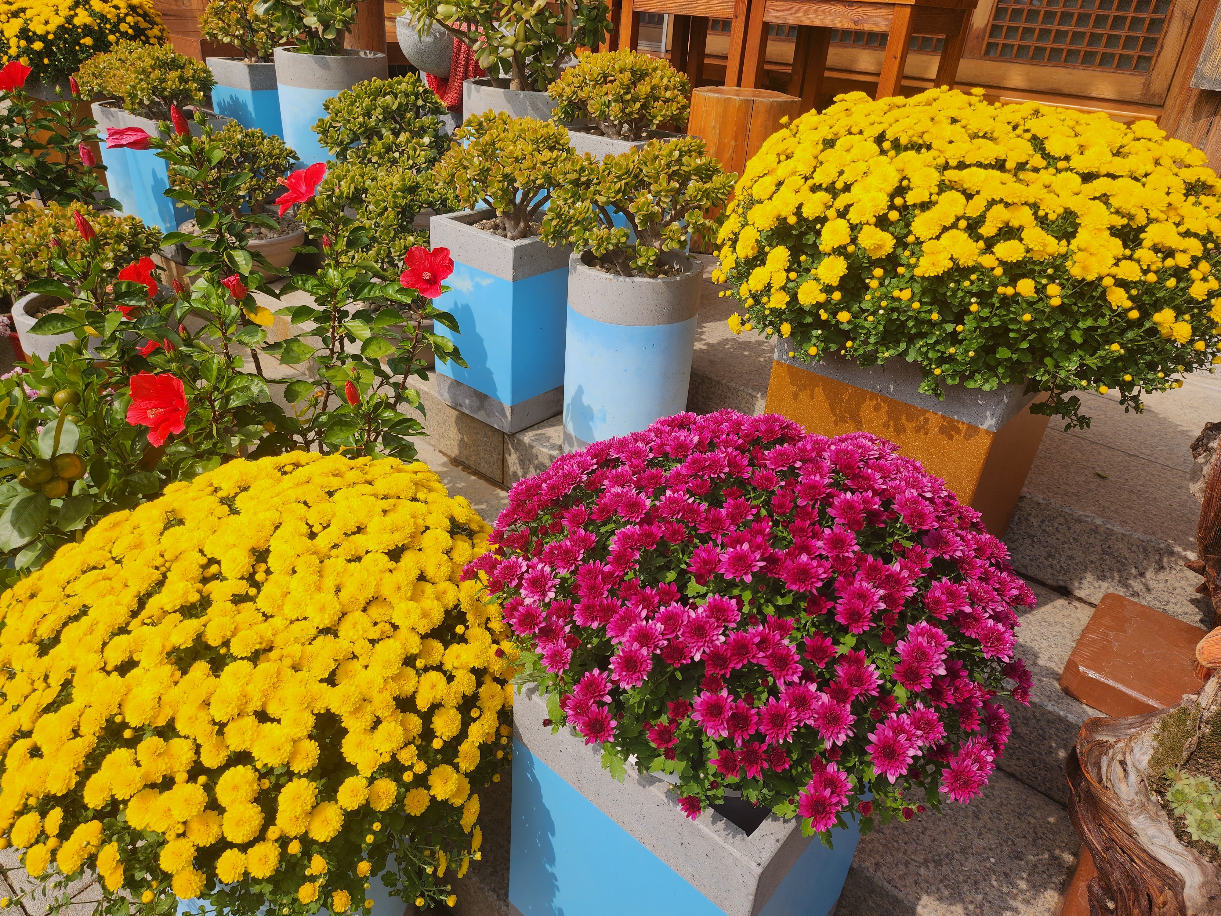 오상고절 뜻, 傲霜孤節 꽃 너뿐인가 하노라