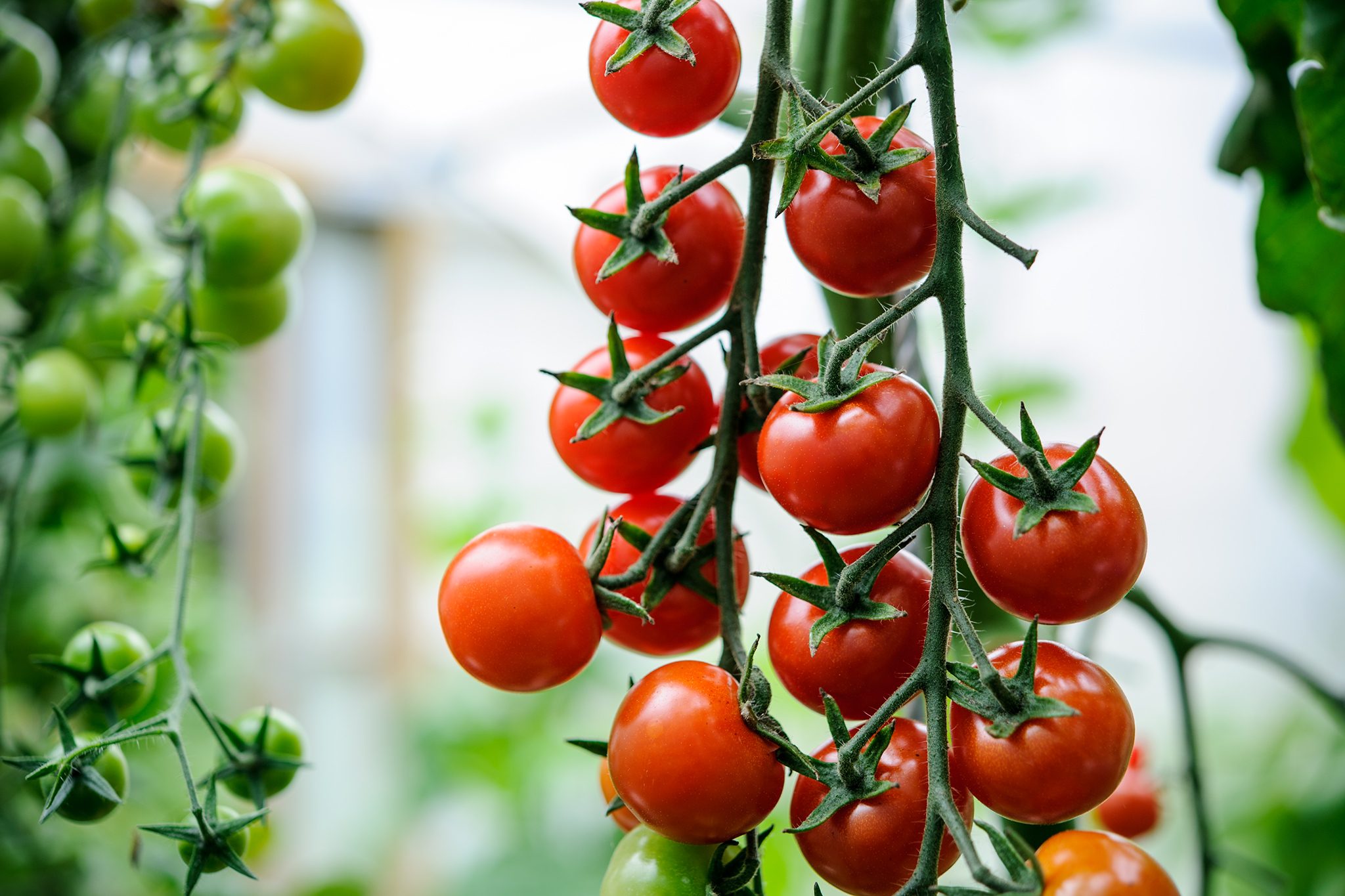 Cherry tomato