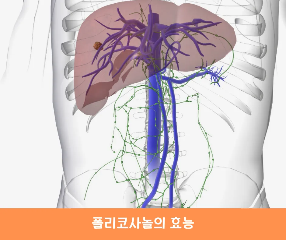 폴리코사놀의 효능