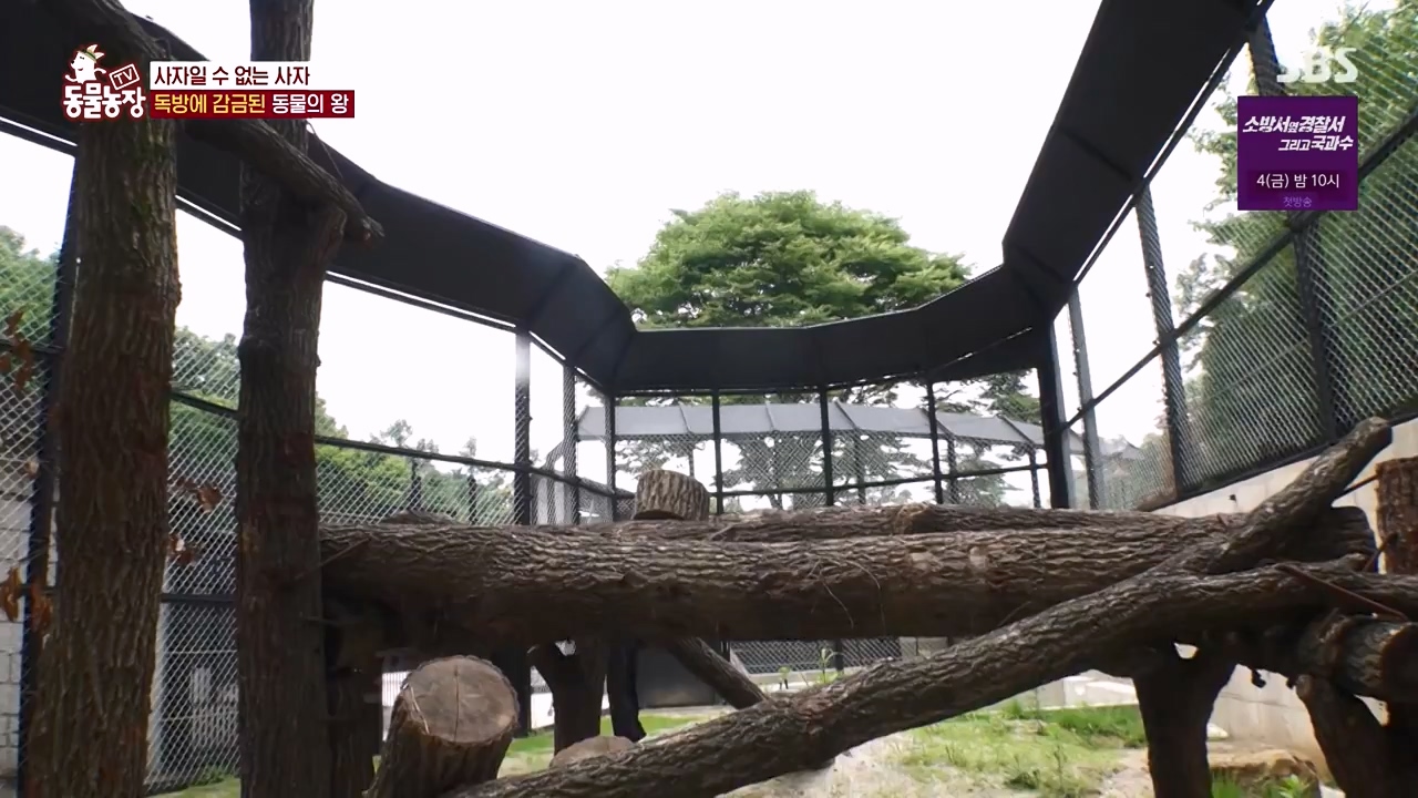 TV 동물농장.E1131.230731p-NEXT.mp4_20230730_190959.504.jpg