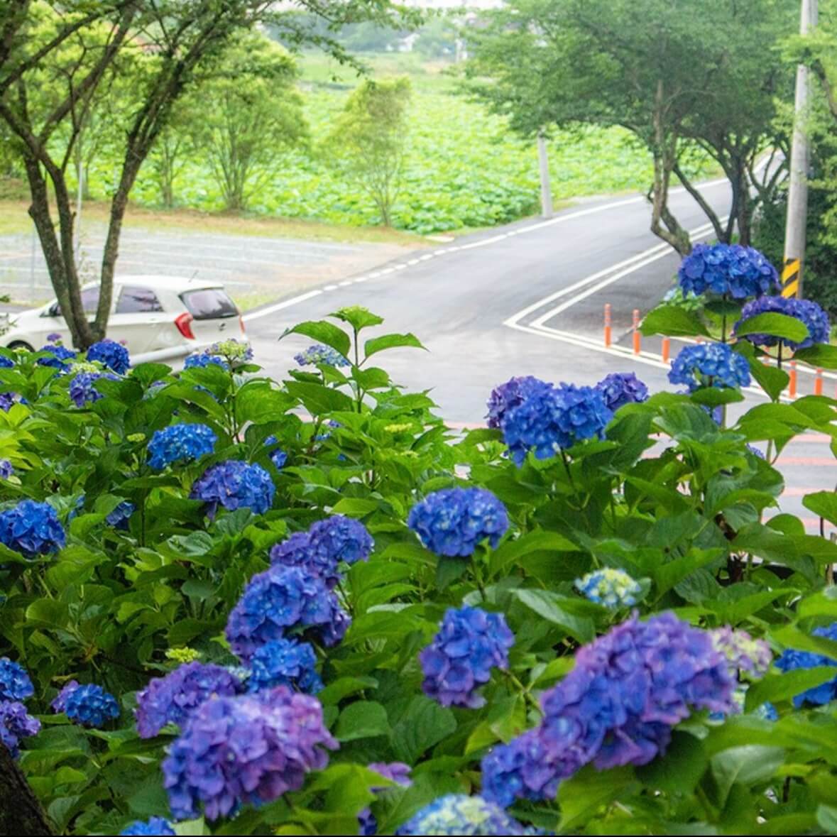 강진수국길축제