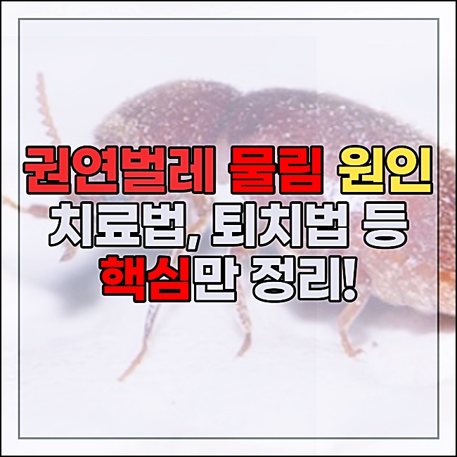 권연벌레 물림 원인 퇴치법 치료방법 등 권연벌레 핵심정리