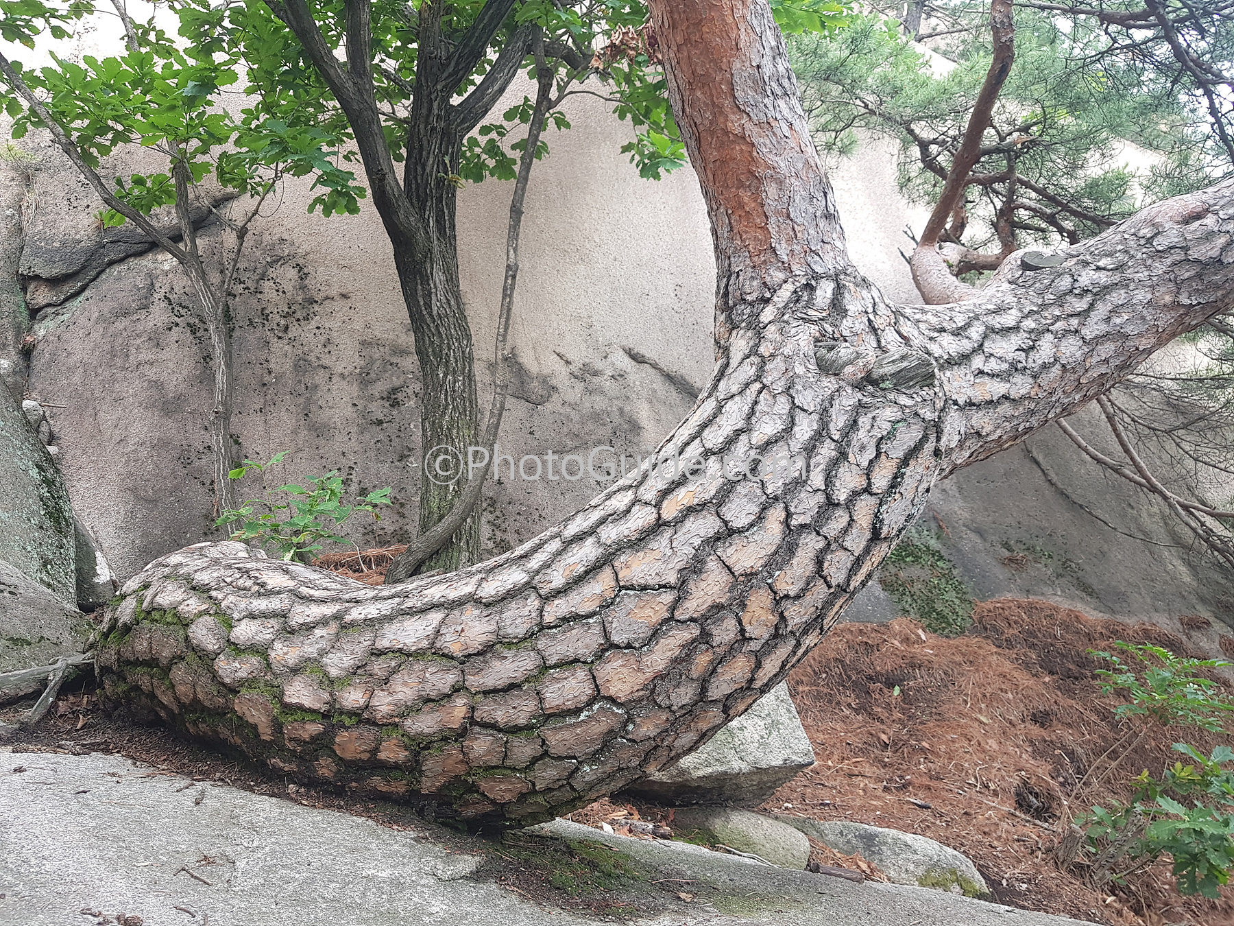 북한산 소나무