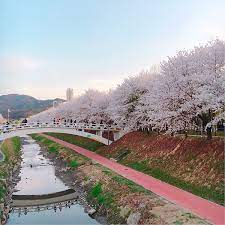 서울 벚꽃