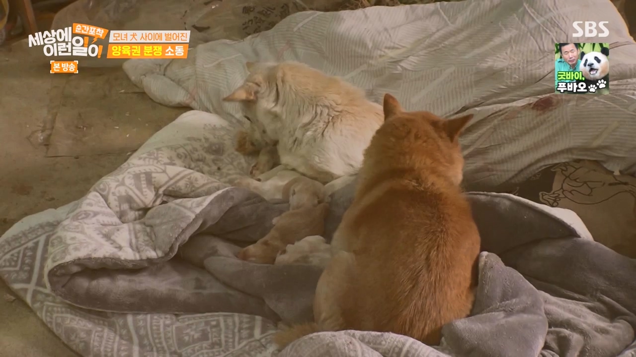 순간포착 세상에 이런일이.E1269.240317p-NEXT.mp4_20240317_163604.711.jpg