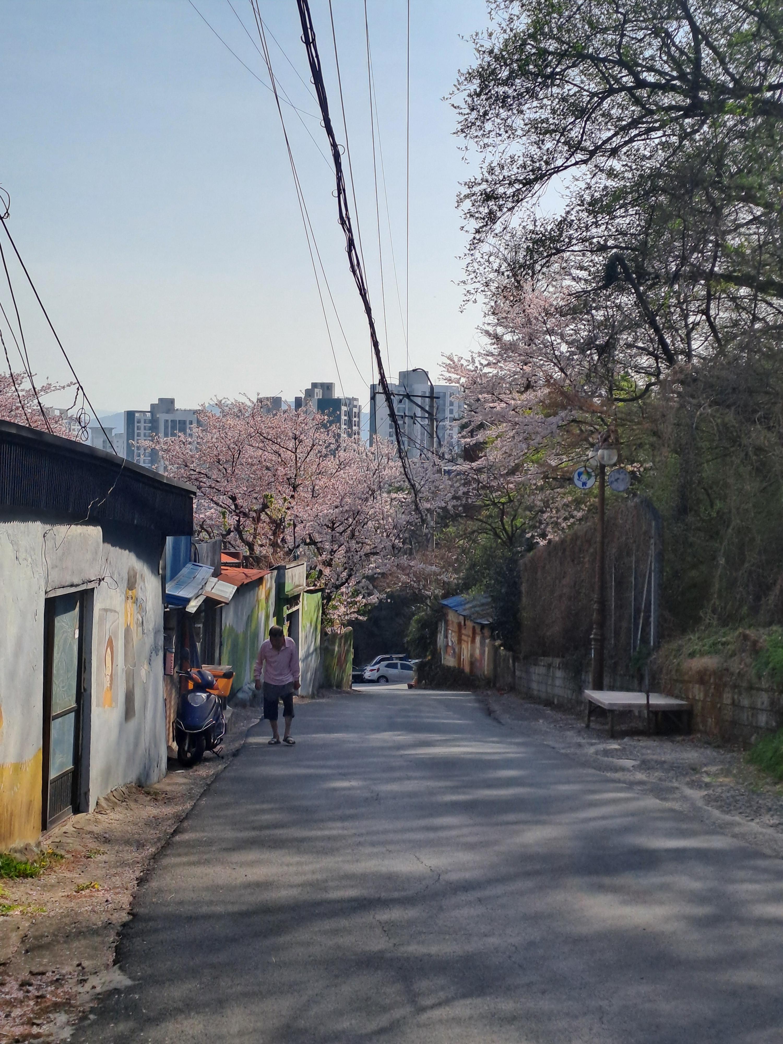 꽃잎 날리는 서원곡계곡
