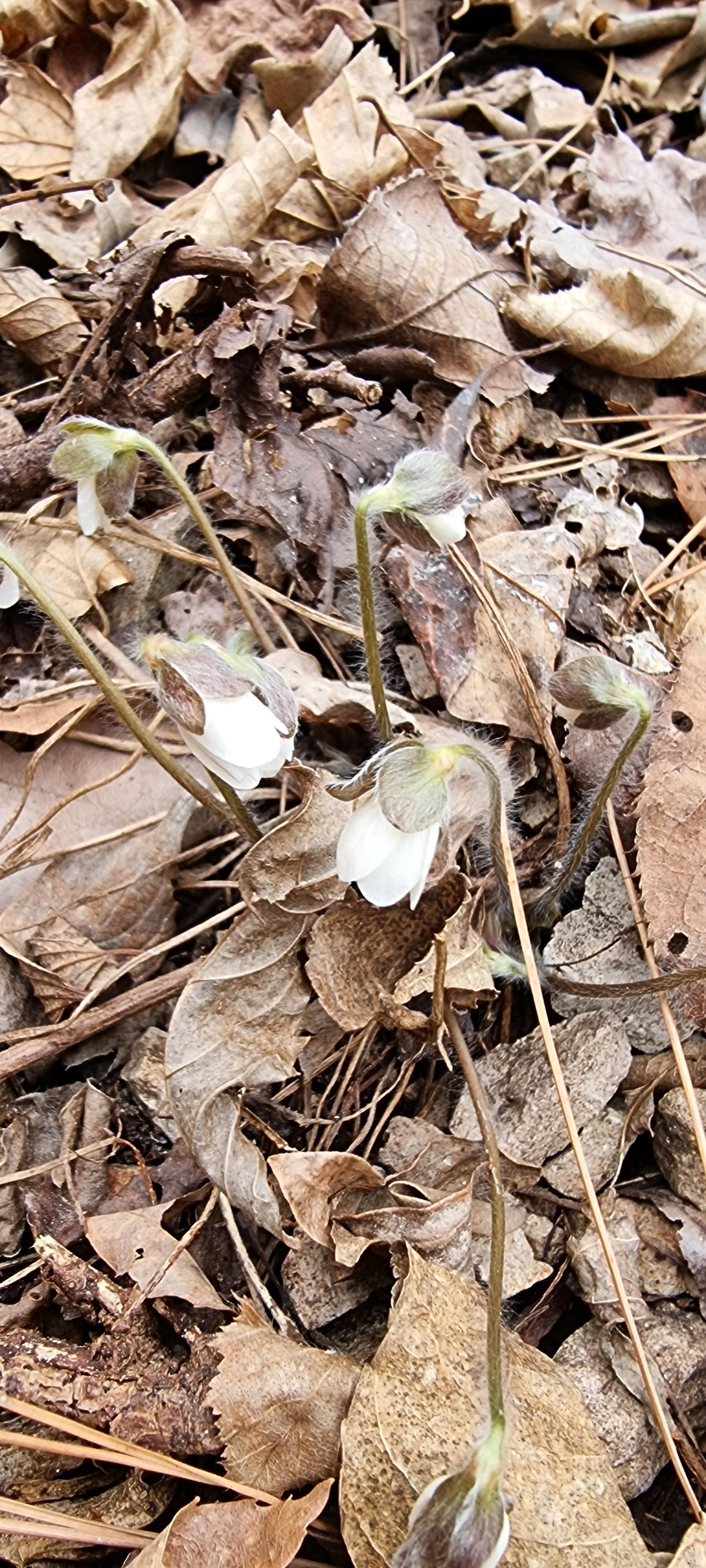 변산바람꽃 41