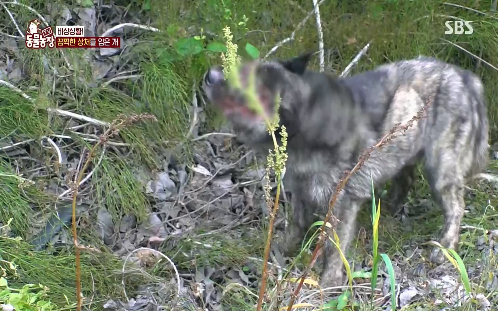 TV 동물농장.E1077.220710p.H264-F1RST.mp4_20220710_175434.806.jpg