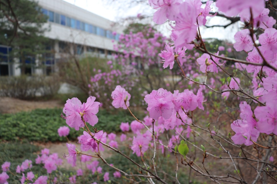 홍릉시험림(홍릉수목원) #페이지 토.일요일서울가볼만한곳 2