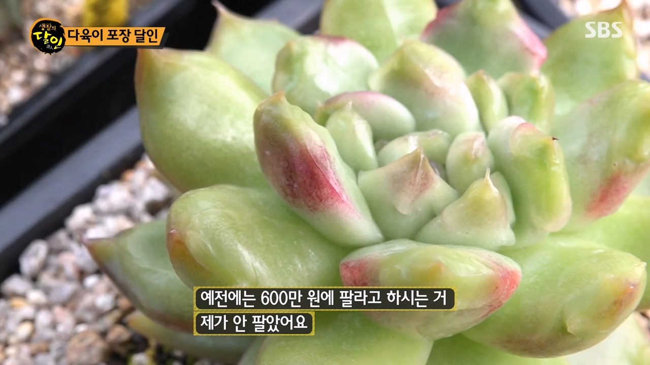 생활의 달인.E909.231031p-NEXT.mp4_20231031_200737.422.jpg