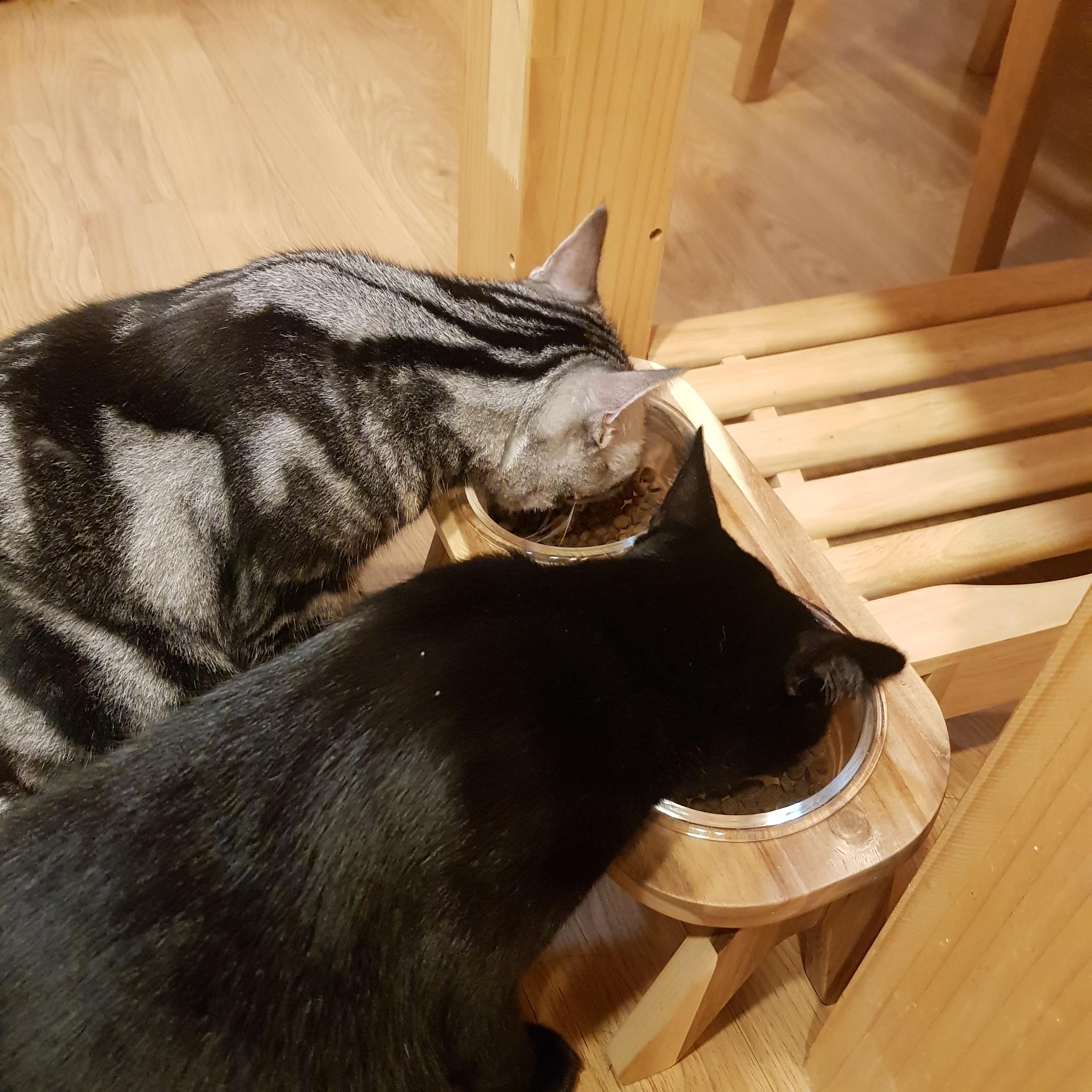 밥그릇 담긴 사료를 맛있게 먹는 고양이 두마리