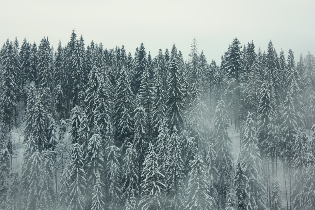 Season