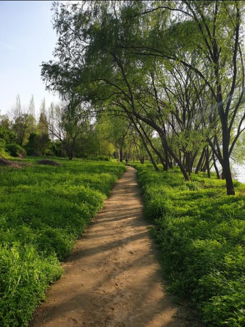 Riverside forest trail at Amsa Ecological Park in Seoul - 서울 암사생태공원 어싱길 강변 흙길, 걷기 좋은 숲속 산책로 풍경