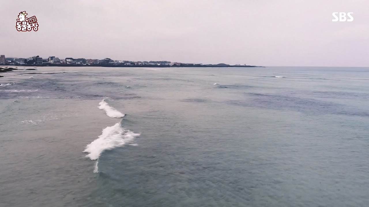 TV 동물농장.E1153.240108p-NEXT.mp4_20240107_173827.843.jpg