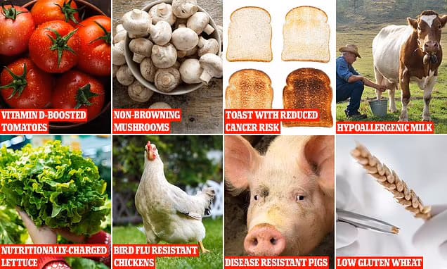 영국, 내년 유전자 조작(편집) 농작물 공식 판매 VIDEO: The gene-edited 'Frankenfoods' that could be on supermarket shelves in the UK as soon as NEXT YEAR