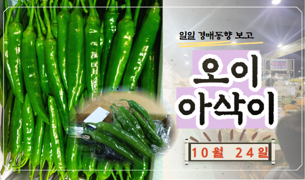  [경매사 일일보고] 10월 24일자 가락시장 오이아삭이 경매동향을 살펴보겠습니다!