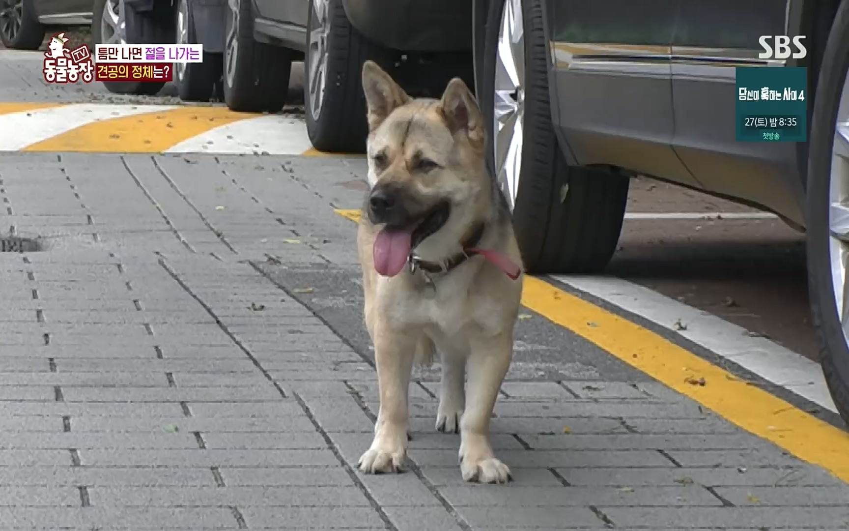 TV 동물농장.E1083.220821p.H264-F1RST.mp4_20220821_183704.795.jpg