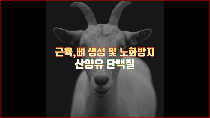 산양유 단백질 효능