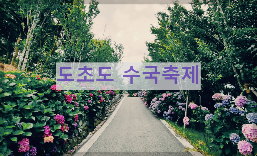  도초도 수국축제 : 우리나라 최다 수국 보유 축제