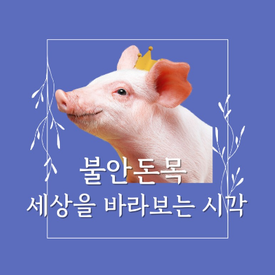 돼지30 이미지