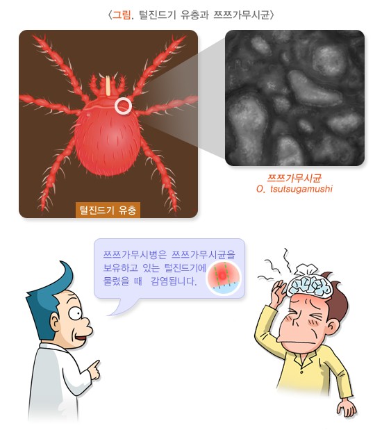 쯔쯔가무시 설명