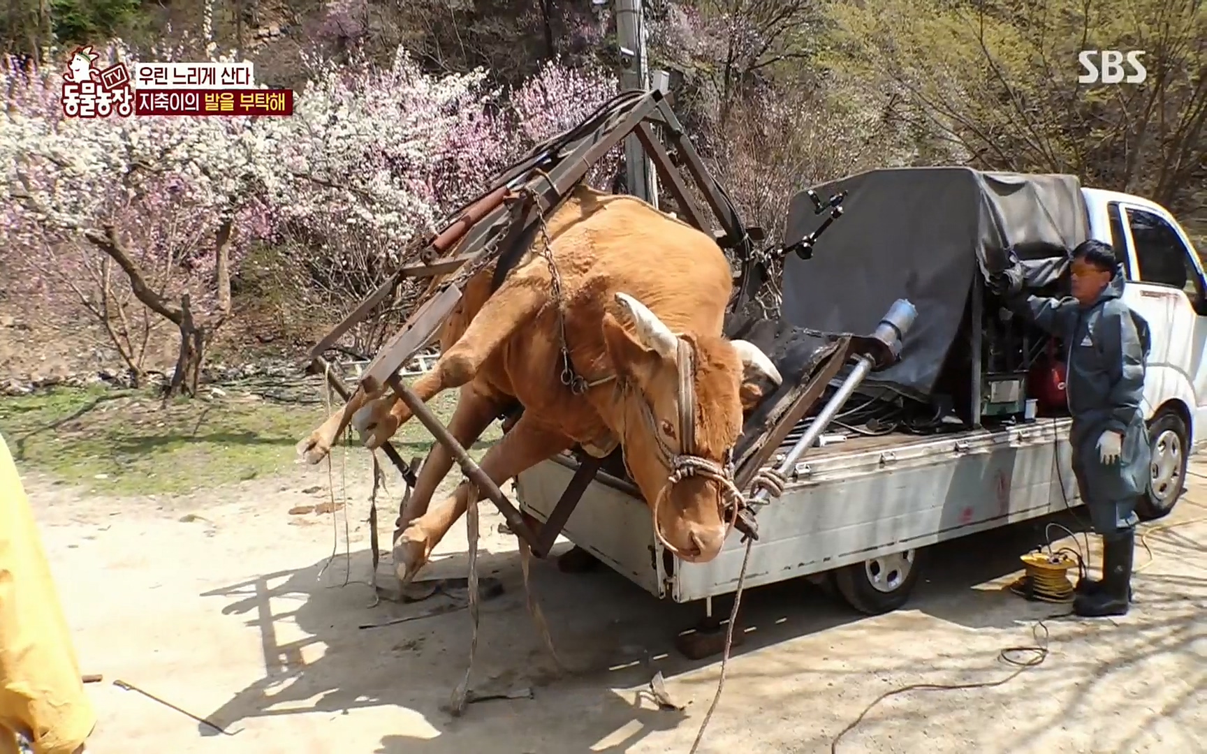 TV 동물농장.E1074.220619p.H264-F1RST.mp4_20220619_181720.530.jpg