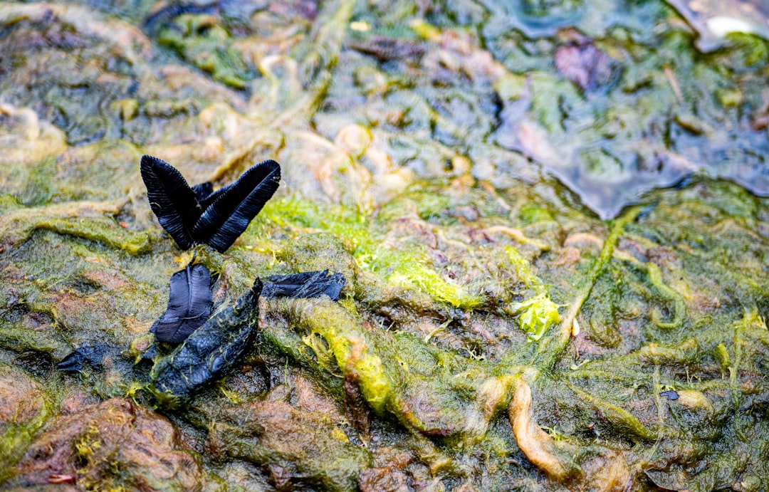 Green-lipped mussel