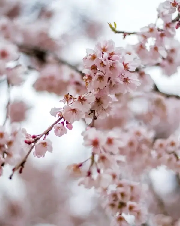 경주 벚꽃축제 주차