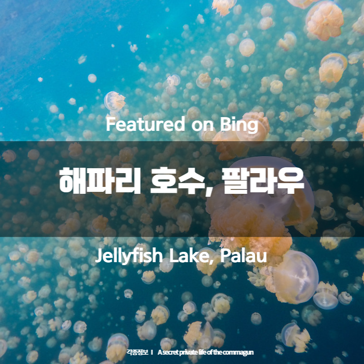 Featured on Bing - 해파리 호수&#44; 팔라우 Jellyfish Lake&#44; Palau