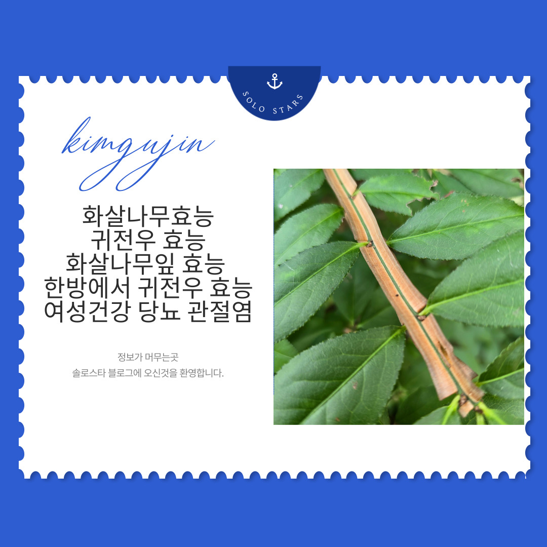 화살나무 사진