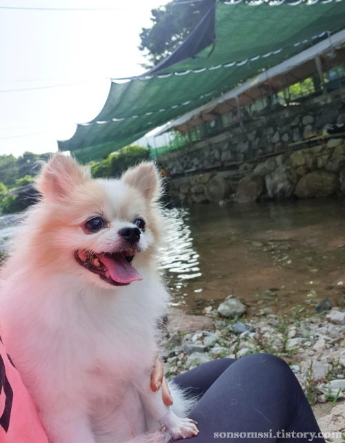  자연애산장~ (자연愛산장) 동상계곡~ 애견동반계곡~