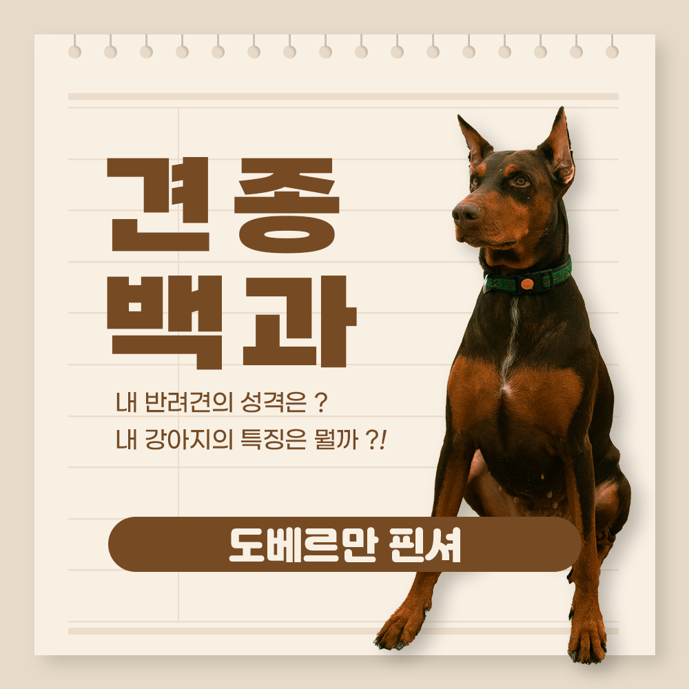도베르만