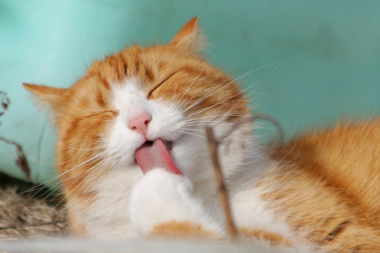 고양이꿈, 고양이 나오는 꿈 해몽] 27가지의 고양이꿈, 고양이 관련 꿈 해몽