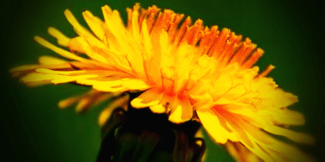 민들레-꽃