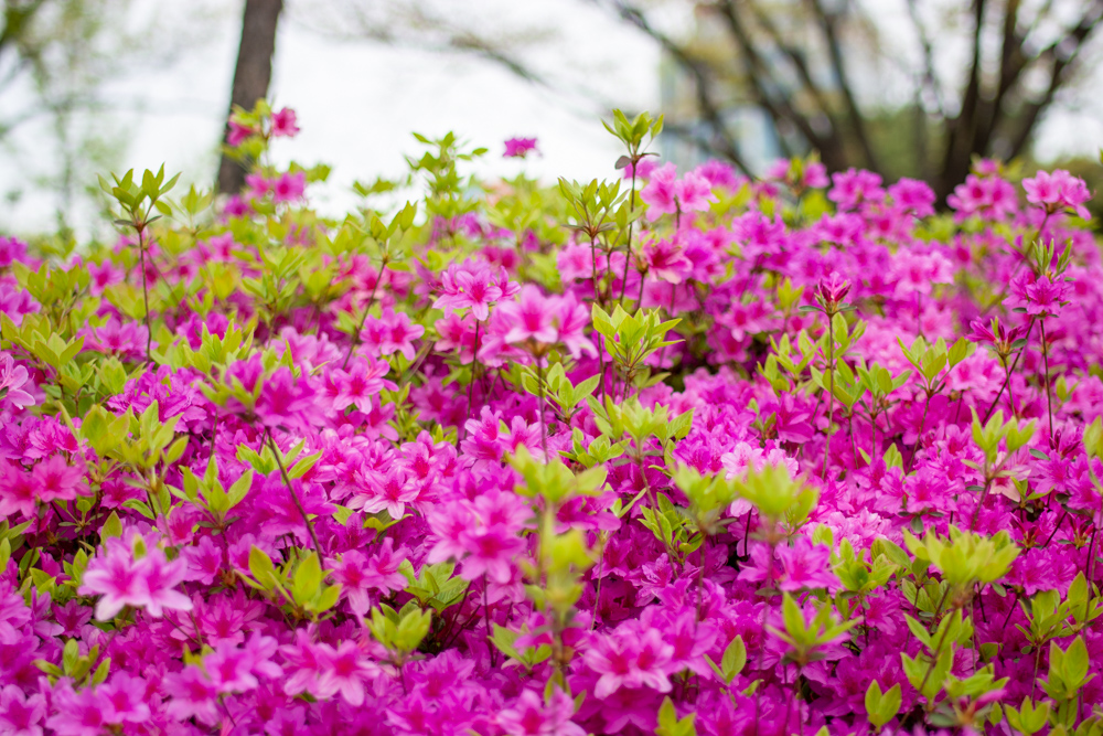 서울시 겹벚꽃 명소 보라매공원