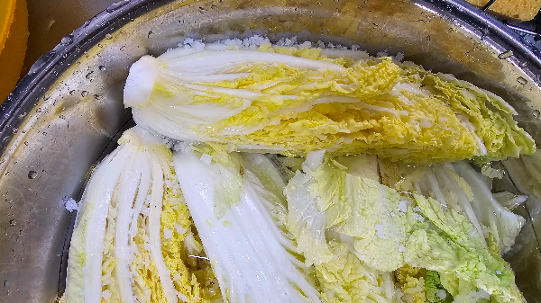 백김치 만들기 알배추 절이기