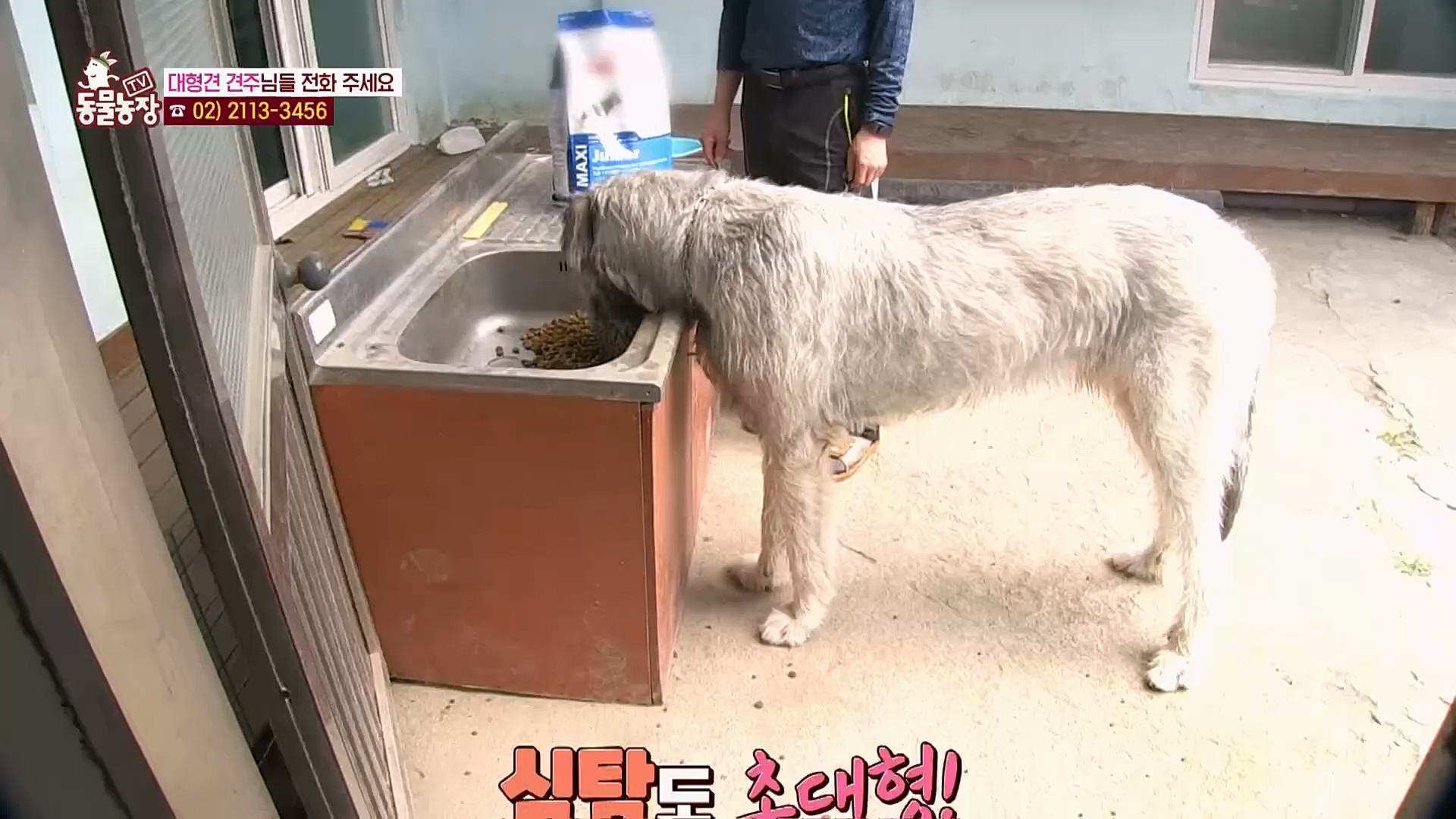 TV 동물농장.E1108.230212p.H264-F1RST.mp4_20230212_182210.741.jpg