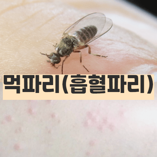 먹파리 사람 무는 흡혈파리 퇴치하는 방법은? 먹파리 사람 무는 흡혈파리 퇴치하는 방법은?