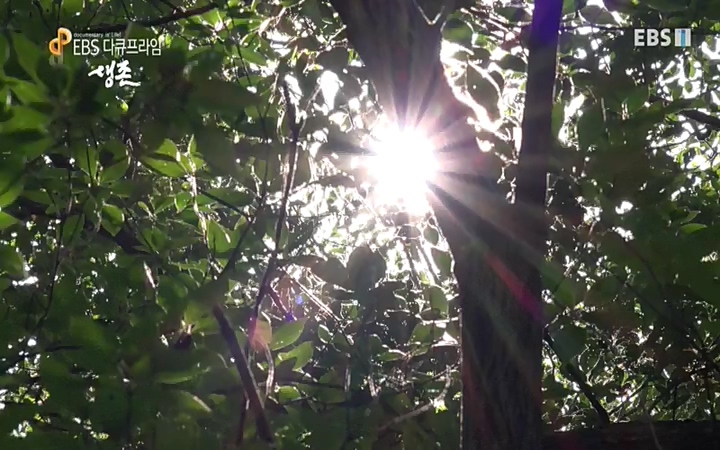EBS 다큐프라임_ 220628.avi_20220629_210202.071.jpg