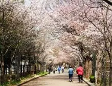 중랑천-천꽃길-3