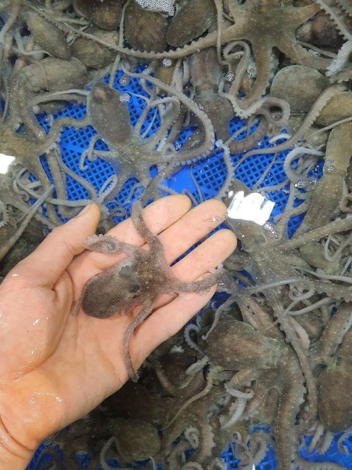 무안뻘낙지 이미지